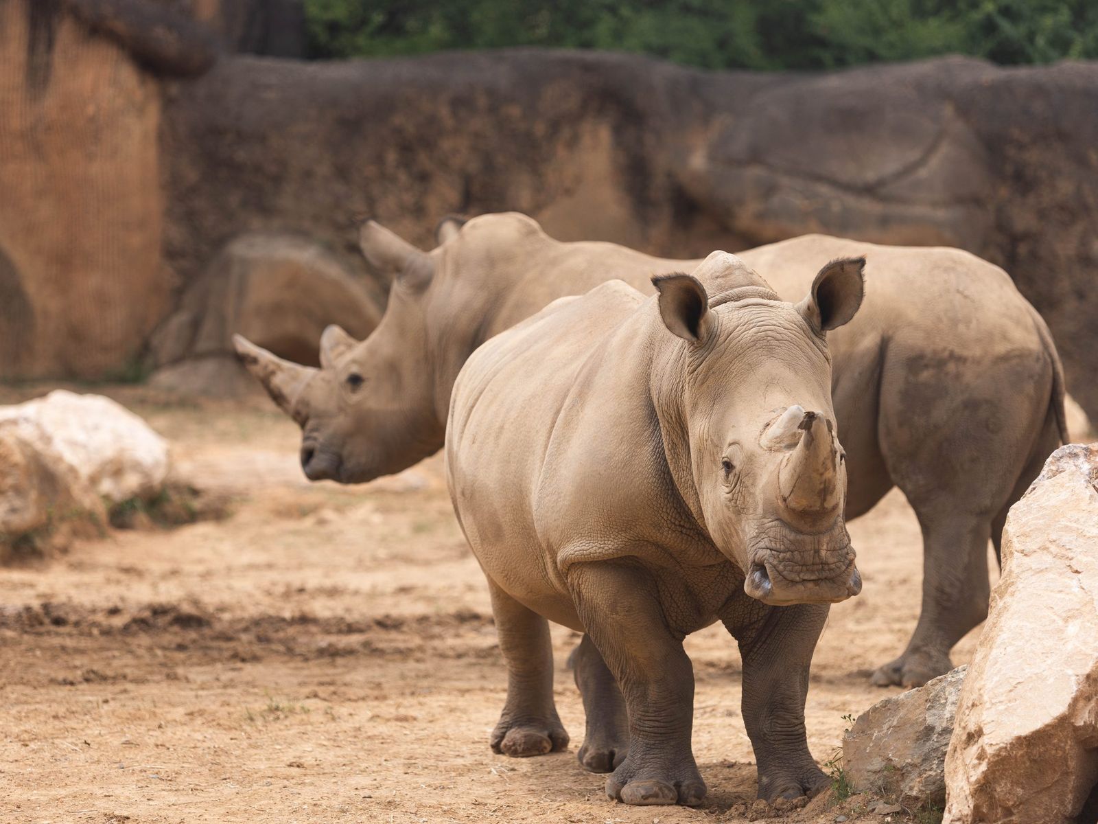 Rhino Reserve: Environmental Graphics & Wayfinding