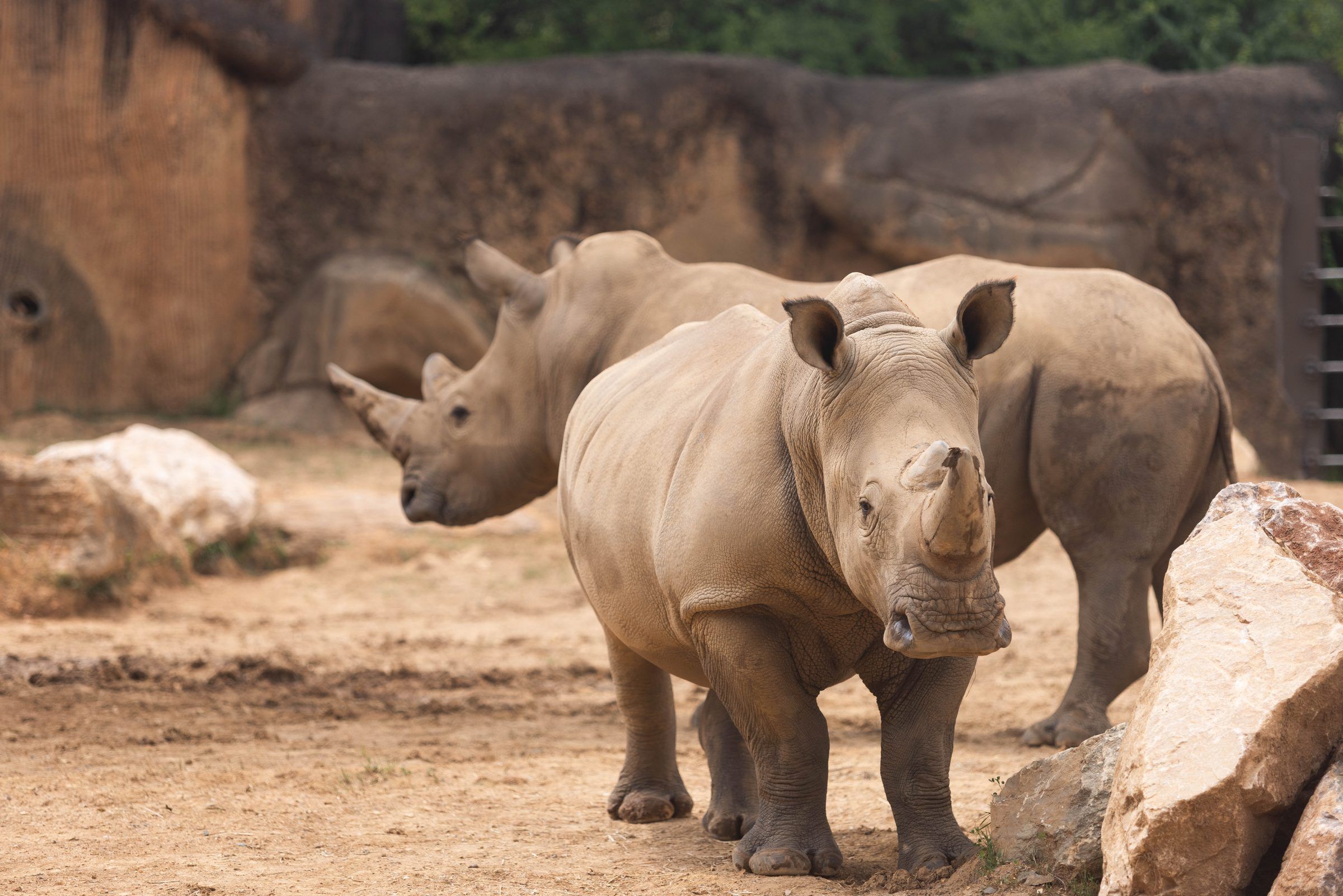Rhino Reserve: image 6 of 6